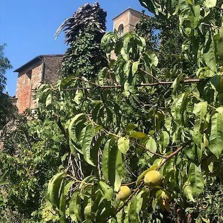 Frantoio-di-campiglia Campiglia Marittima